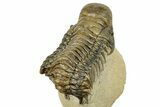 Detailed Crotalocephalina Trilobite - Atchana, Morocco #249774-4